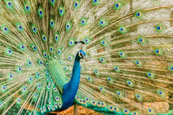 Tavus kuşu. Onun Kuyruk tüyleri görüntüleme erkek tavuskuşu portresi.