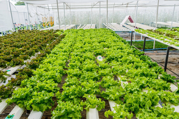 Hydroponic vegetable is planted in a garden