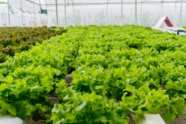 hydroponic sebze bir bahçe dikti