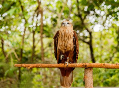 Kırmızı kuyruklu şahin portresi kapatın .