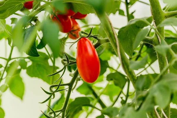 Gemüsegarten mit Pflanzen aus roten Tomaten. — Stockfoto