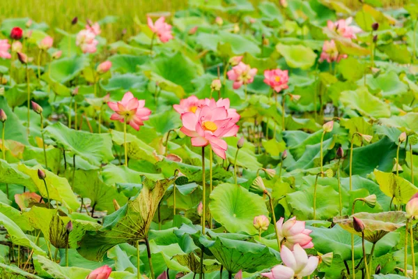 Flor de loto rosa y plantas de flor de loto — Foto de Stock