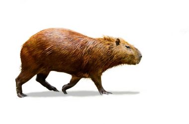 Capibara izole beyaz arka plan üzerinde.