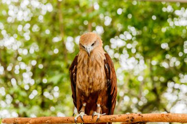 Kırmızı kuyruklu şahin portresi kapatın .