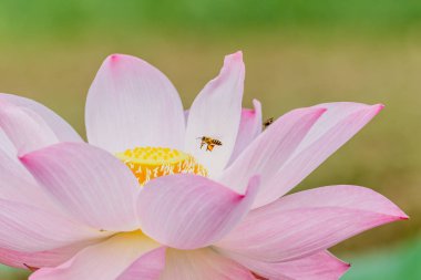  Güzel pembe nilüferler ya da nilüfer çiçekleri gölette