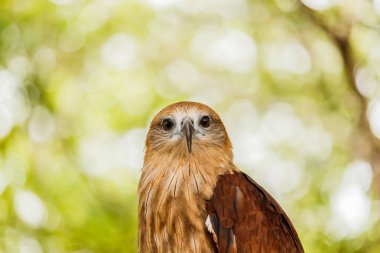 Kırmızı kuyruklu şahin portresi kapatın .