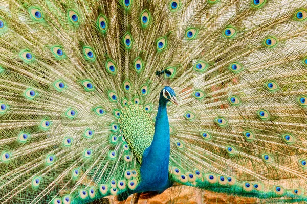 Peacock. Potret burung merak jantan yang menampilkan bulu ekornya . — Stok Foto