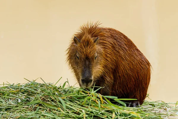 IG Capybara (hydrochoerus hydrochaeris) στο ζωολογικό κήπο — Φωτογραφία Αρχείου