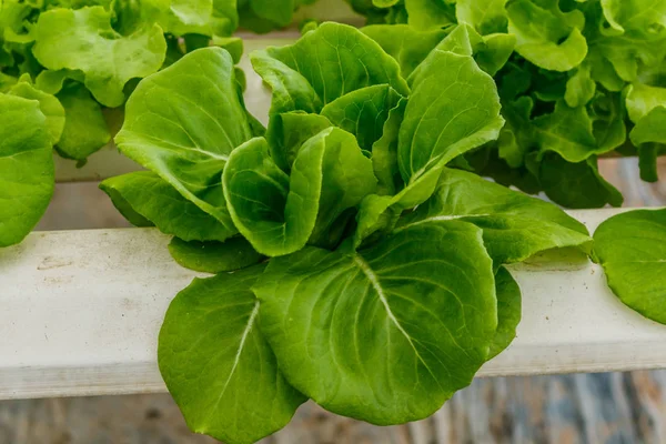 La verdura idroponica è piantata in un giardino — Foto Stock