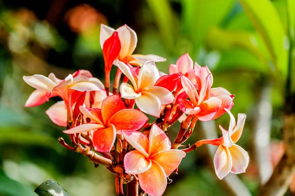 Plumeria rosa na árvore de plumeria no jardim — Fotografia de Stock