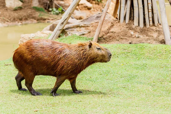 IG kapybara (hydrochoerus hydrochaeris) i djurparken — Stockfoto
