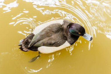 Yüzük - boyunlu duck bahar. Siyah ve beyaz ördek Kuzey ziyaret