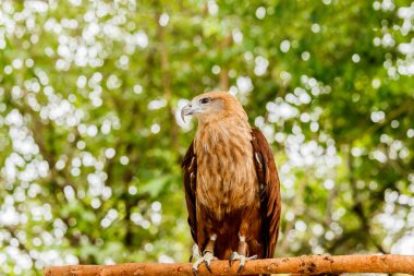 Kırmızı kuyruklu şahin portresi kapatın .