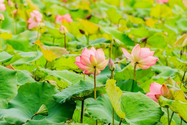 Flor de loto rosa y plantas de flor de loto — Foto de Stock