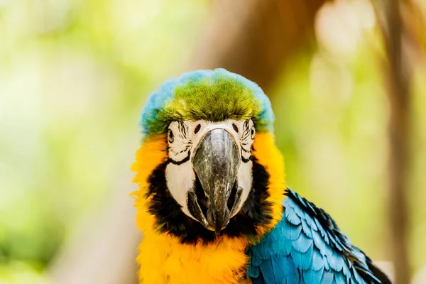 Blue-and-Yellow Macaw parrots — Stock Photo, Image