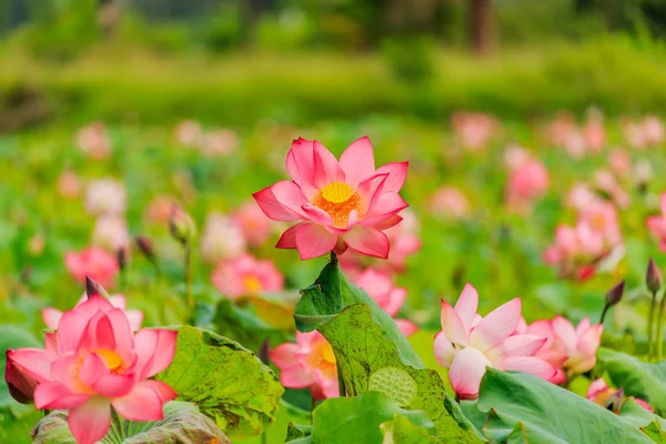 Flor de loto rosa y plantas de flor de loto — Foto de Stock