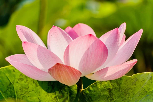 Pembe lotus çiçeği ve Lotus çiçek bitki — Stok fotoğraf