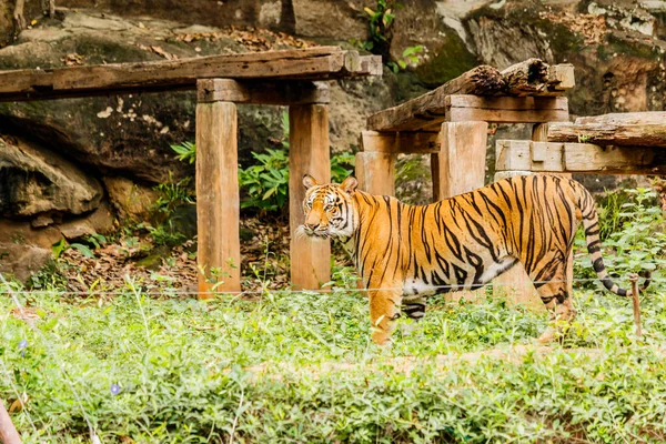 Ein indischer Tiger in freier Wildbahn. königlicher, bengaler Tiger — Stockfoto