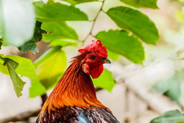 Csirke kakas fejét portré Vértes részlete farm baromfi bir — Stock Fotó