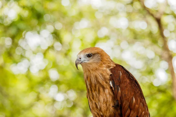 Close-up van portret van een rode tailed hawk . — Stockfoto
