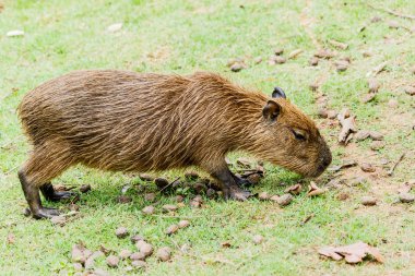 IG Capibara (hydrochoerus hydrochaeris) Hayvanat Bahçesi