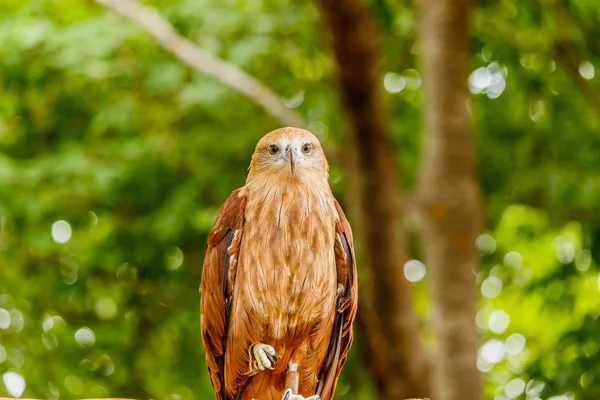 Close up portrait of a red tailed hawk . — Stock Photo, Image
