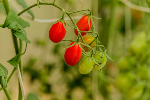 Kebun sayur dengan tanaman tomat merah . — Stok Foto