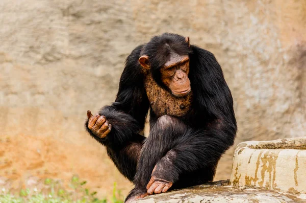 El retrato del chimpancé negro —  Fotos de Stock