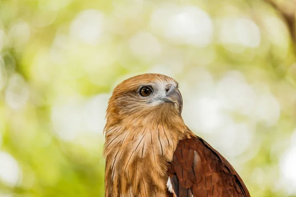 Close-up van portret van een rode tailed hawk . — Stockfoto