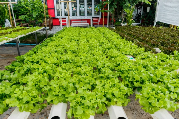 Hydroponic vegetable is planted in a garden — Stock Photo, Image