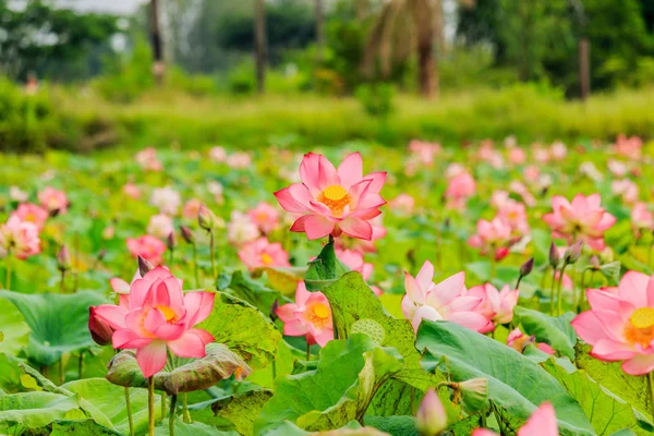 Flor de loto rosa y plantas de flor de loto — Foto de Stock