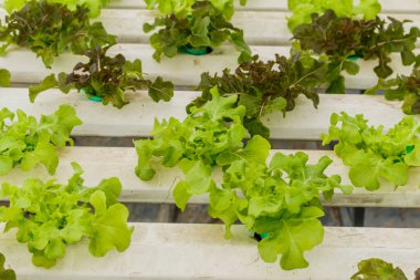 hydroponic sebze bir bahçe dikti