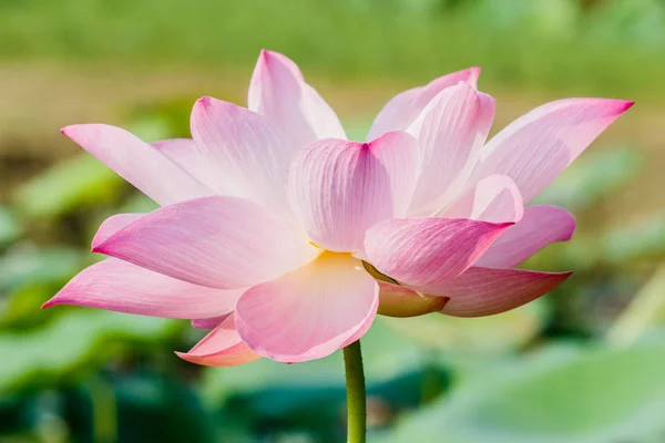 Hermosa flor de agua rosa o flor de loto en el estanque — Foto de Stock