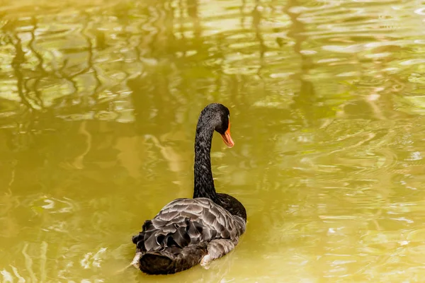 Black single swan on the water surface — Stock Photo, Image