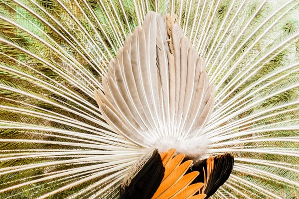 Павлин. Портрет самца павлина с перьями на хвосте . — стоковое фото