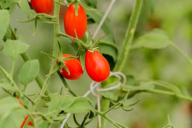 Kırmızı domates bitkileri ile Sebze Bahçesi.
