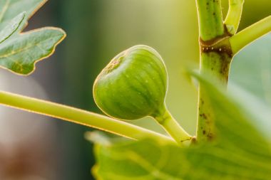İncir ağacının dalında incir
