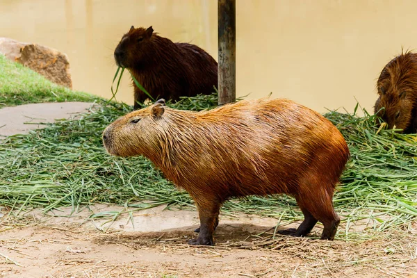Wasserschwein (hydrochoerus hydrochaeris) im Zoo — Stockfoto