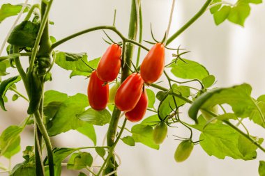 Kırmızı domates bitkileri ile Sebze Bahçesi.