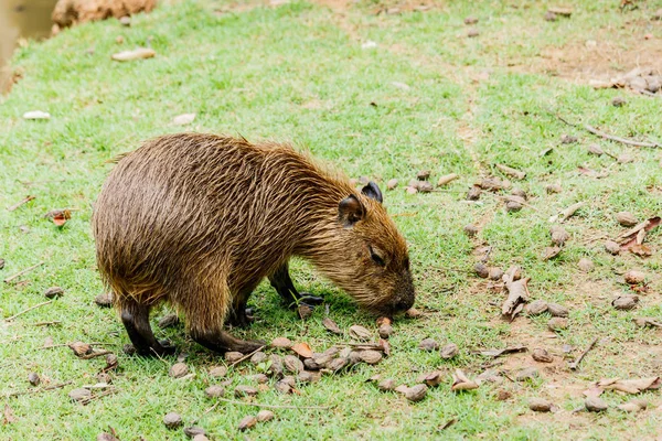 IG Capybara (hydrochoerus hydrochaeris) στο ζωολογικό κήπο — Φωτογραφία Αρχείου
