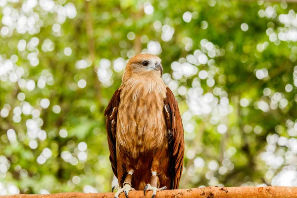 Kırmızı kuyruklu şahin portresi kapatın .