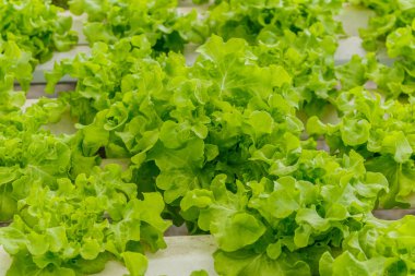 hydroponic sebze bir bahçe dikti