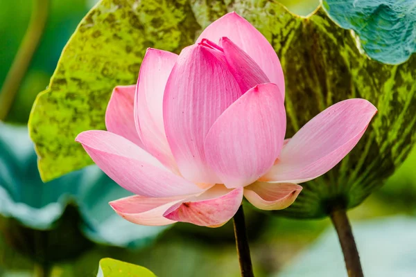 Flor de loto rosa y plantas de flor de loto — Foto de Stock