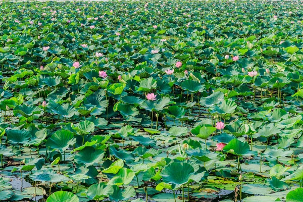 Flor de loto rosa y plantas de flor de loto — Foto de Stock