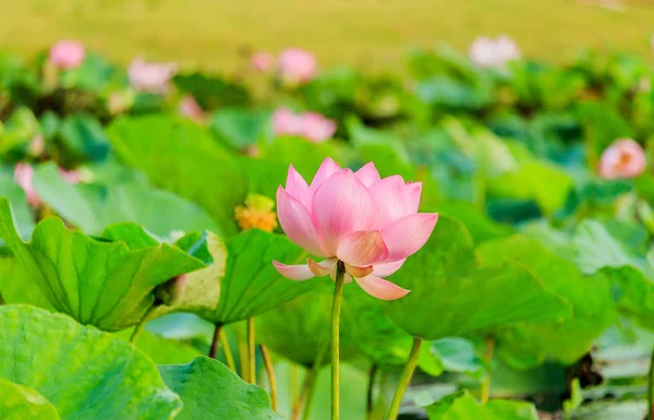 Bunga teratai merah muda dan bunga Lotus Stok Gambar