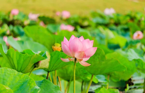 Rosa Lotusblume und Lotusblume Pflanzen Stockbild