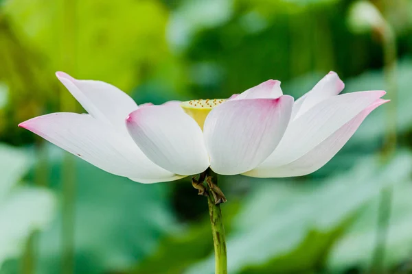 Bella ninfee rosa o fiore di loto in stagno — Foto Stock