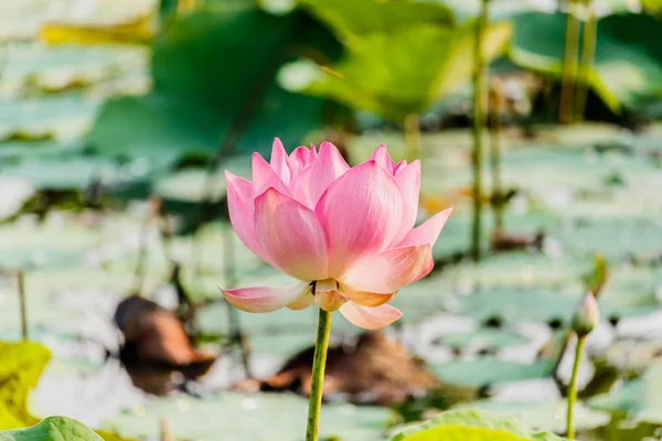 Bunga teratai merah muda dan bunga Lotus — Stok Foto