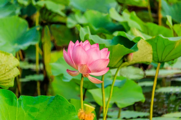 Rosa lotusblomma och Lotus blomma växter — Stockfoto