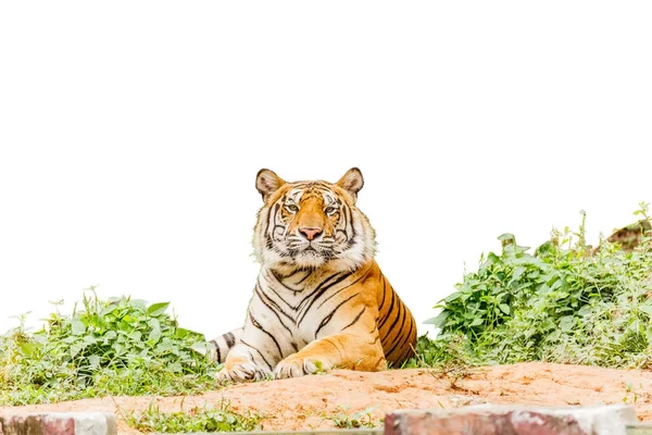 Tigre posando aislar fondo blanco con ruta de recorte —  Fotos de Stock